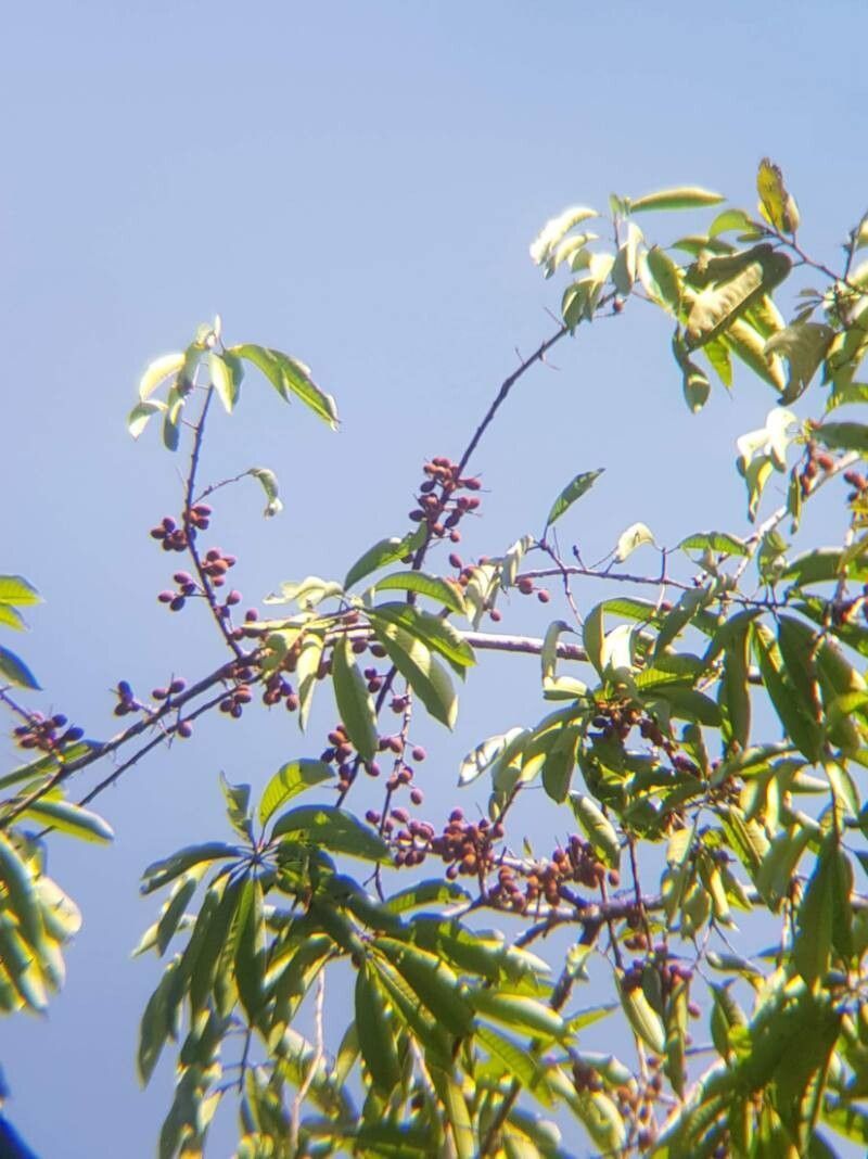 Pouteria spicata fruit