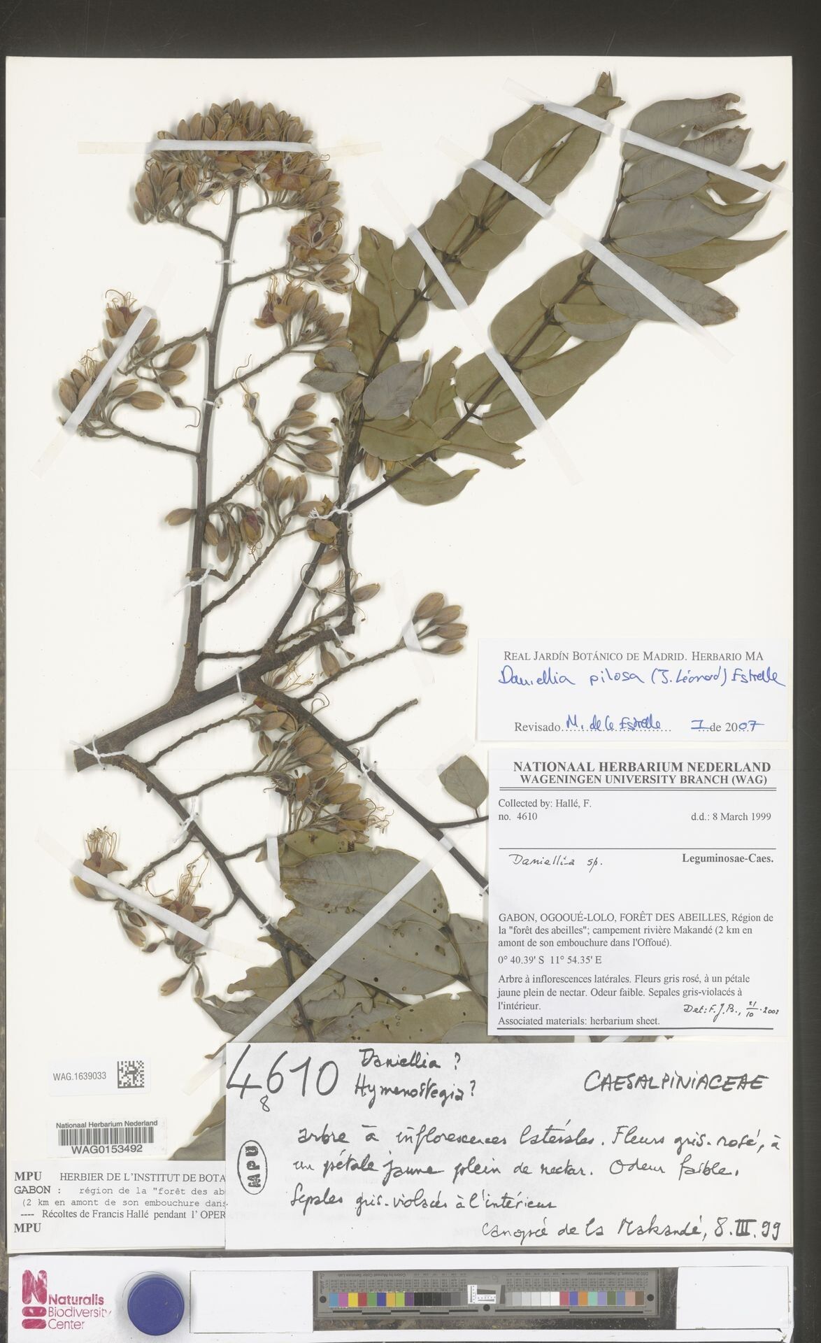 Daniellia pilosa — houseplant care guide