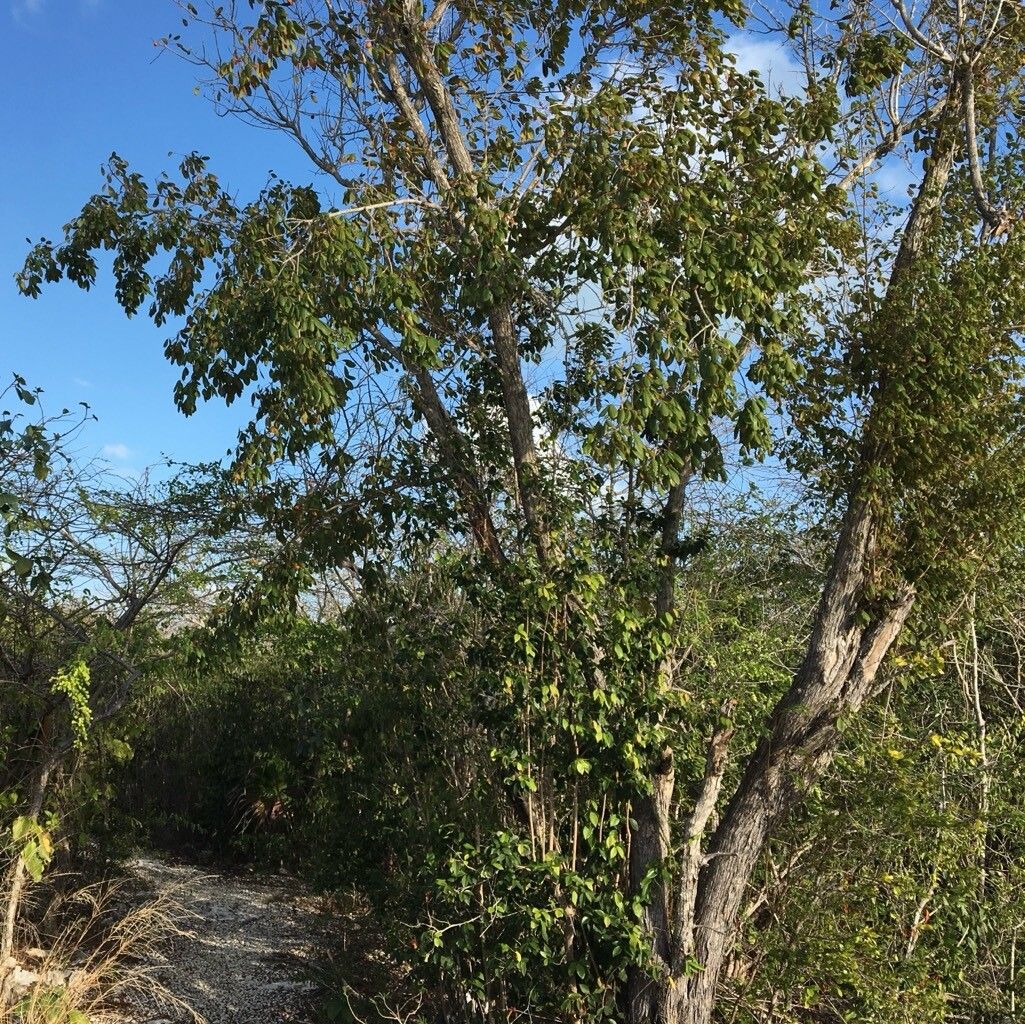 Picrodendron baccatum bark