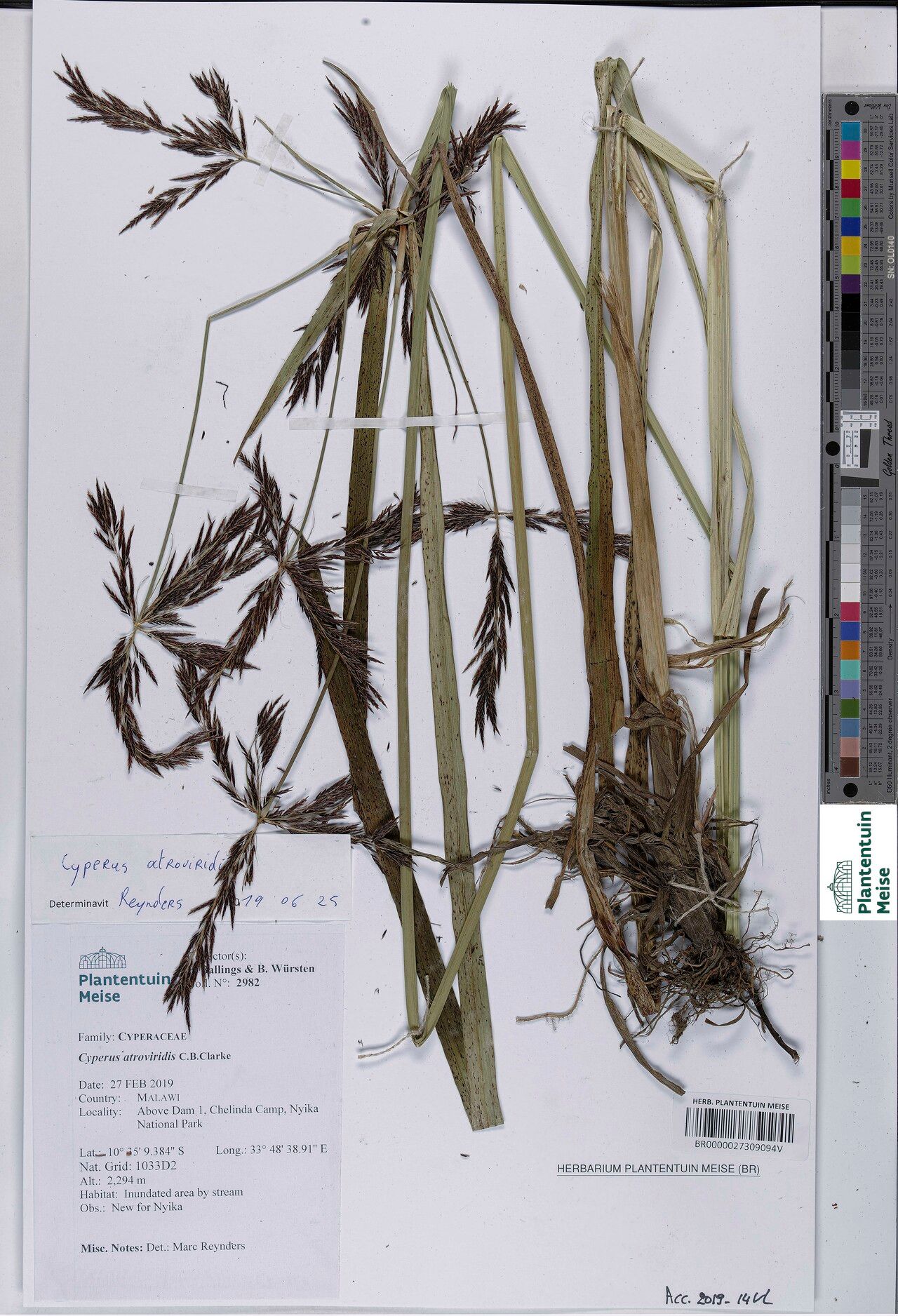 Cyperus aterrimus — houseplant care guide