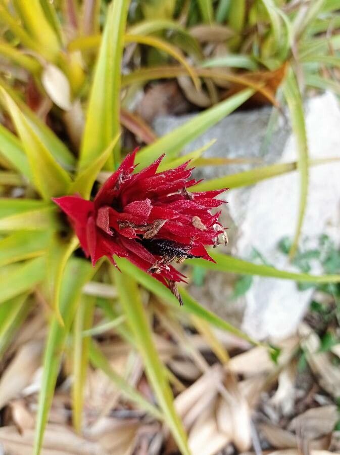 Aechmea recurvata flower