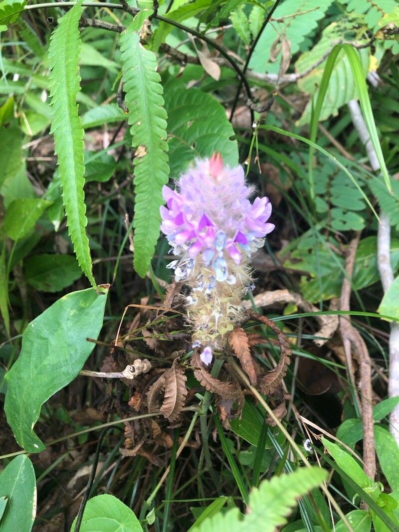 Curcuma inodora — search result for 'Curcuma'