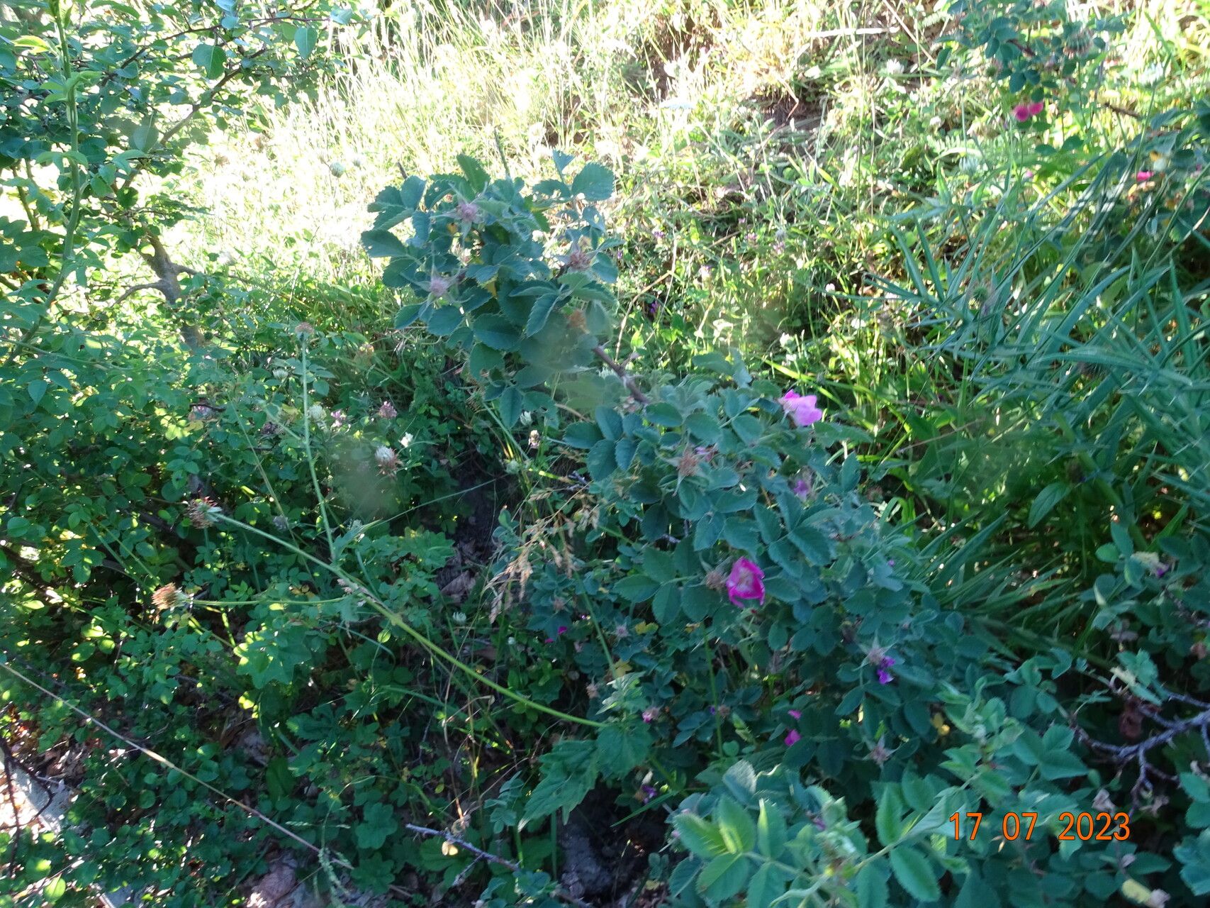 Rosa heckeliana — houseplant care guide