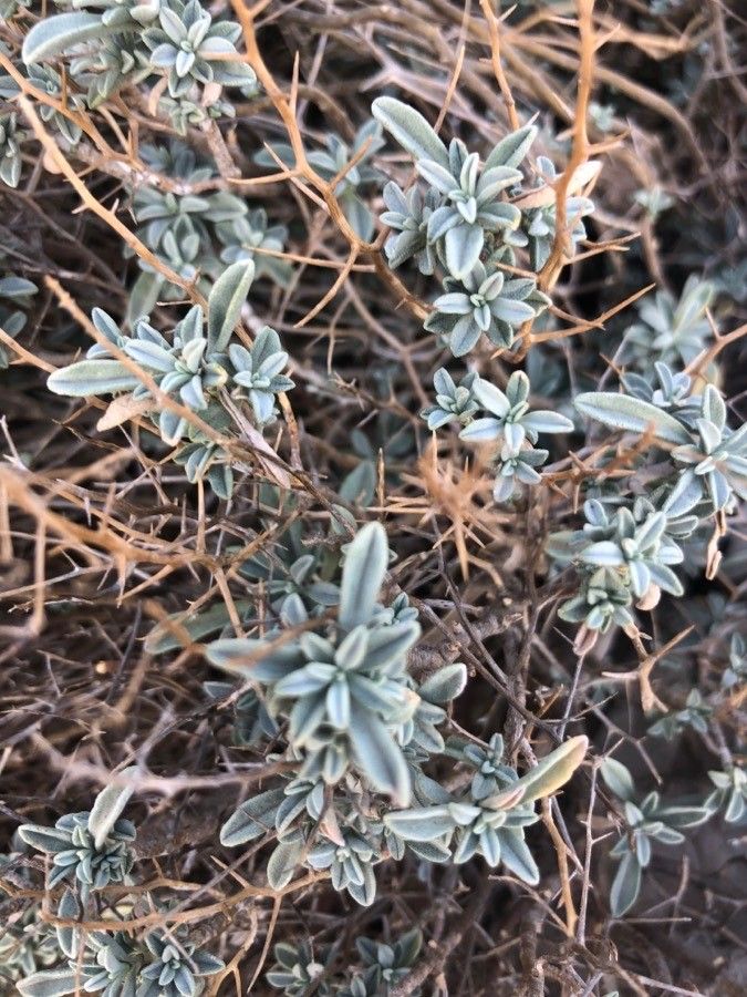 Hormathophylla spinosa — houseplant care guide