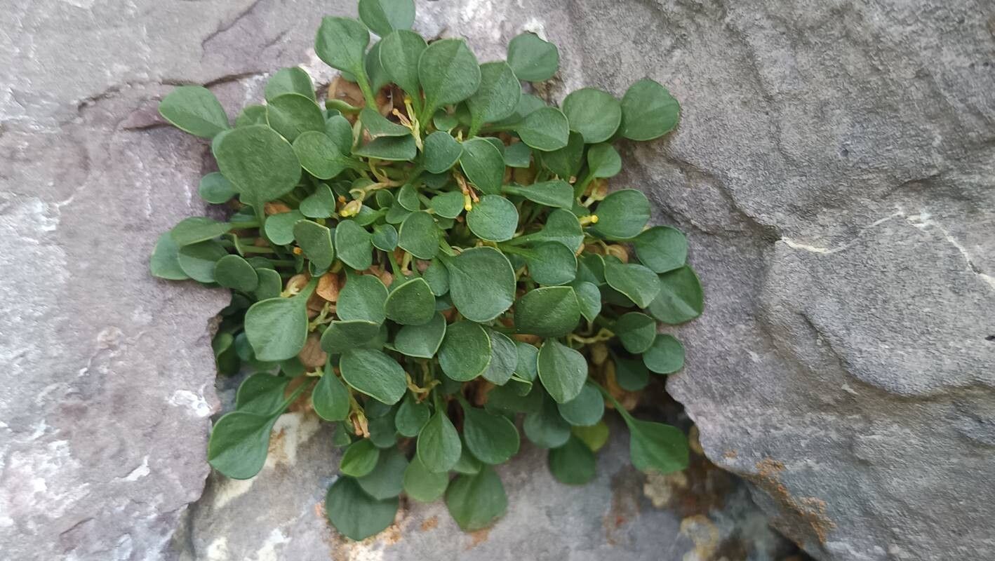 Valeriana longiflora — houseplant care guide