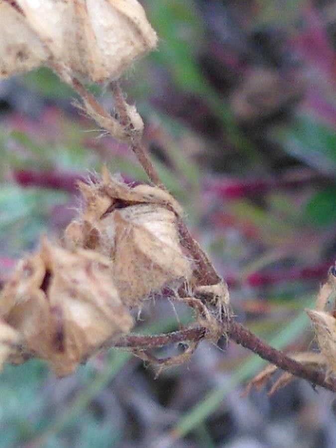 Potentilla hirta fruit
