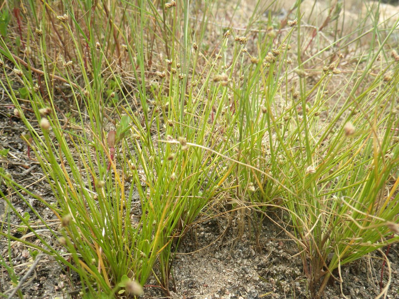 Isolepis pseudosetacea habit