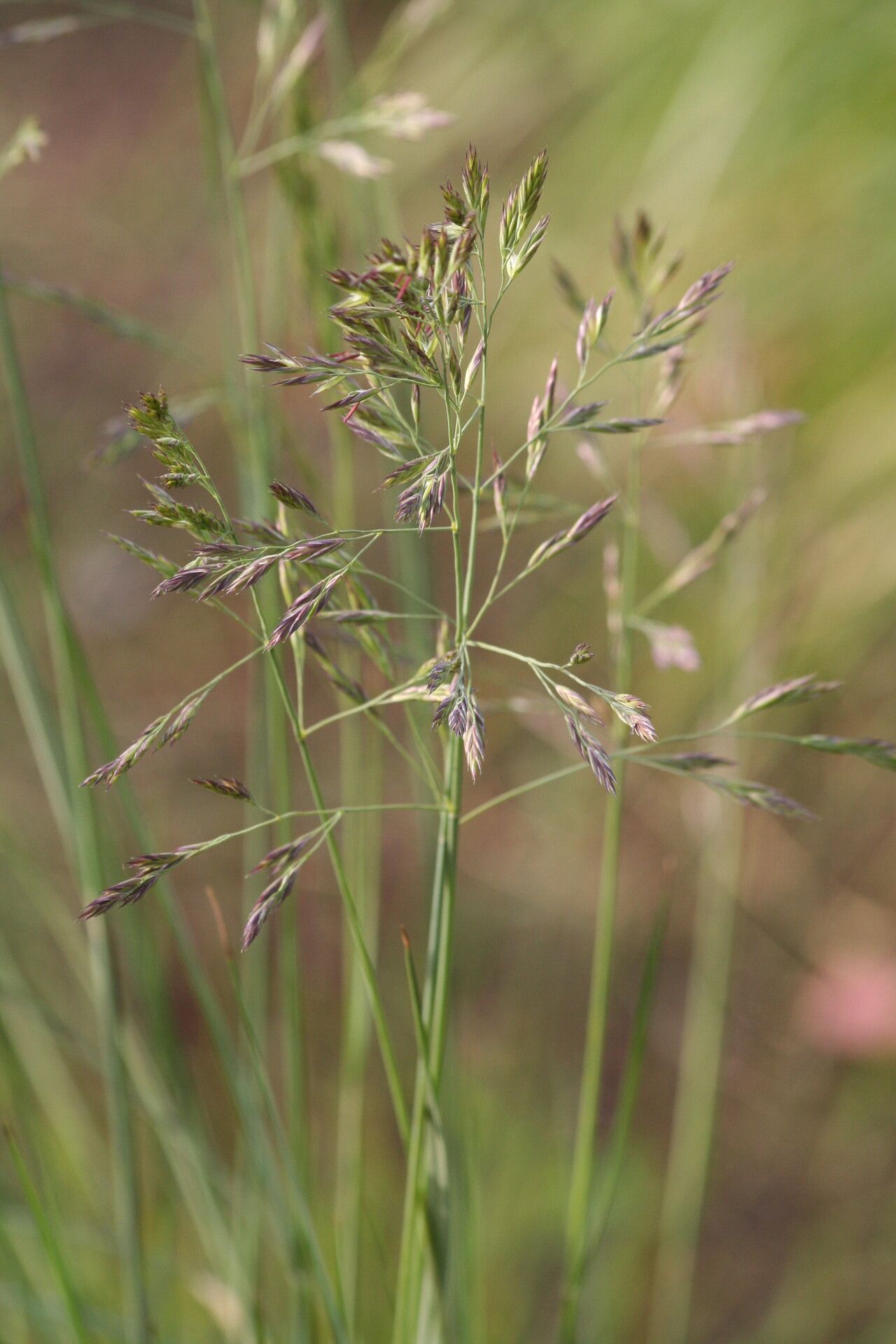 Festuca californica flower