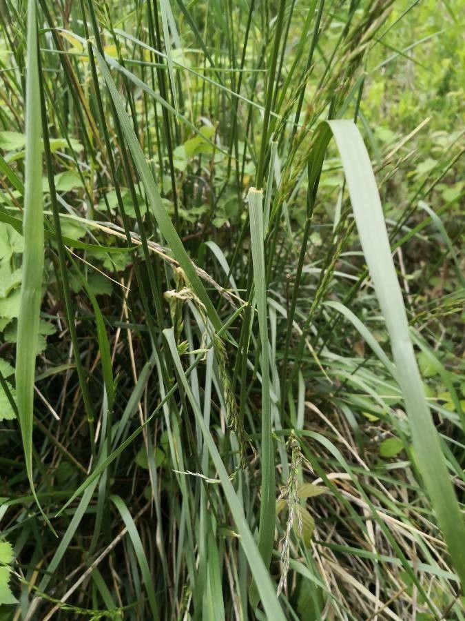 Calamagrostis purpurea — search result for 'Calamagrostis'