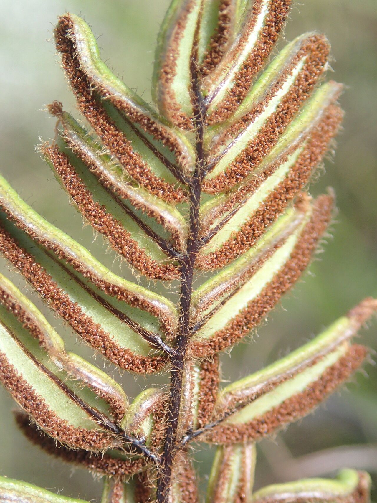 Hemionitis dura leaf