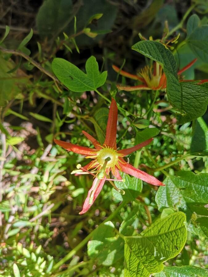 Passiflora cinnabarina — search result for 'Peru to Bolivia'