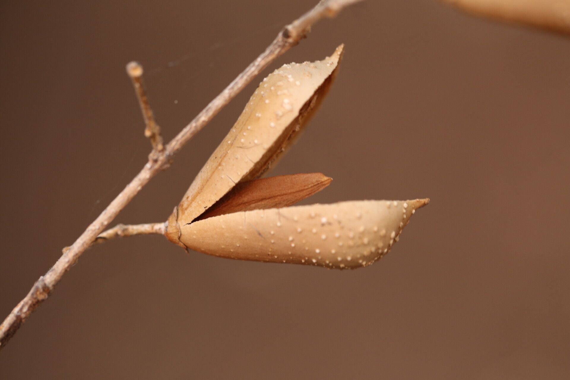 Schrebera trichoclada fruit