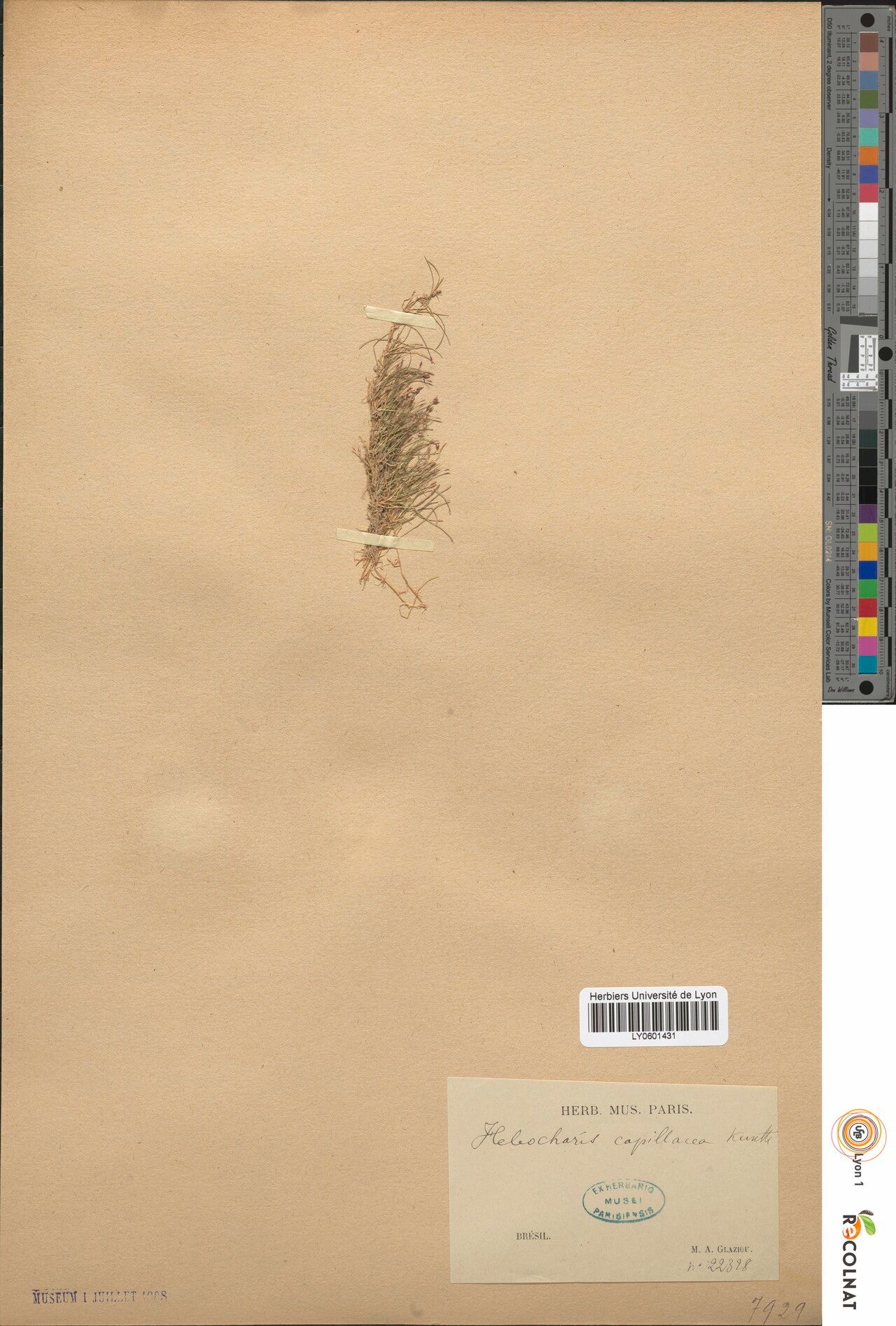 Eleocharis capillacea flower