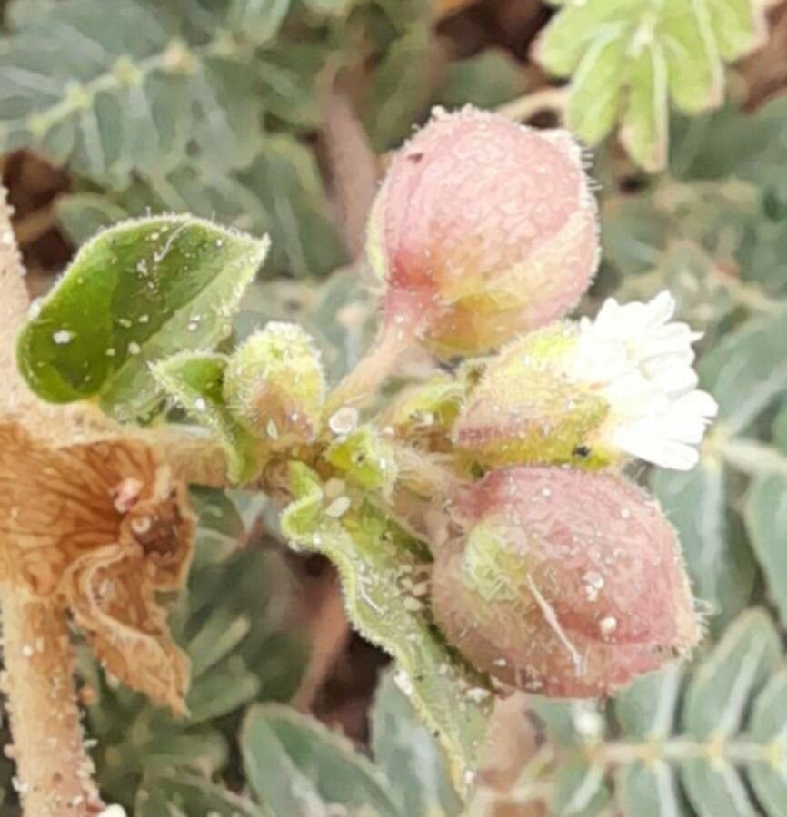 Allionia choisyi flower