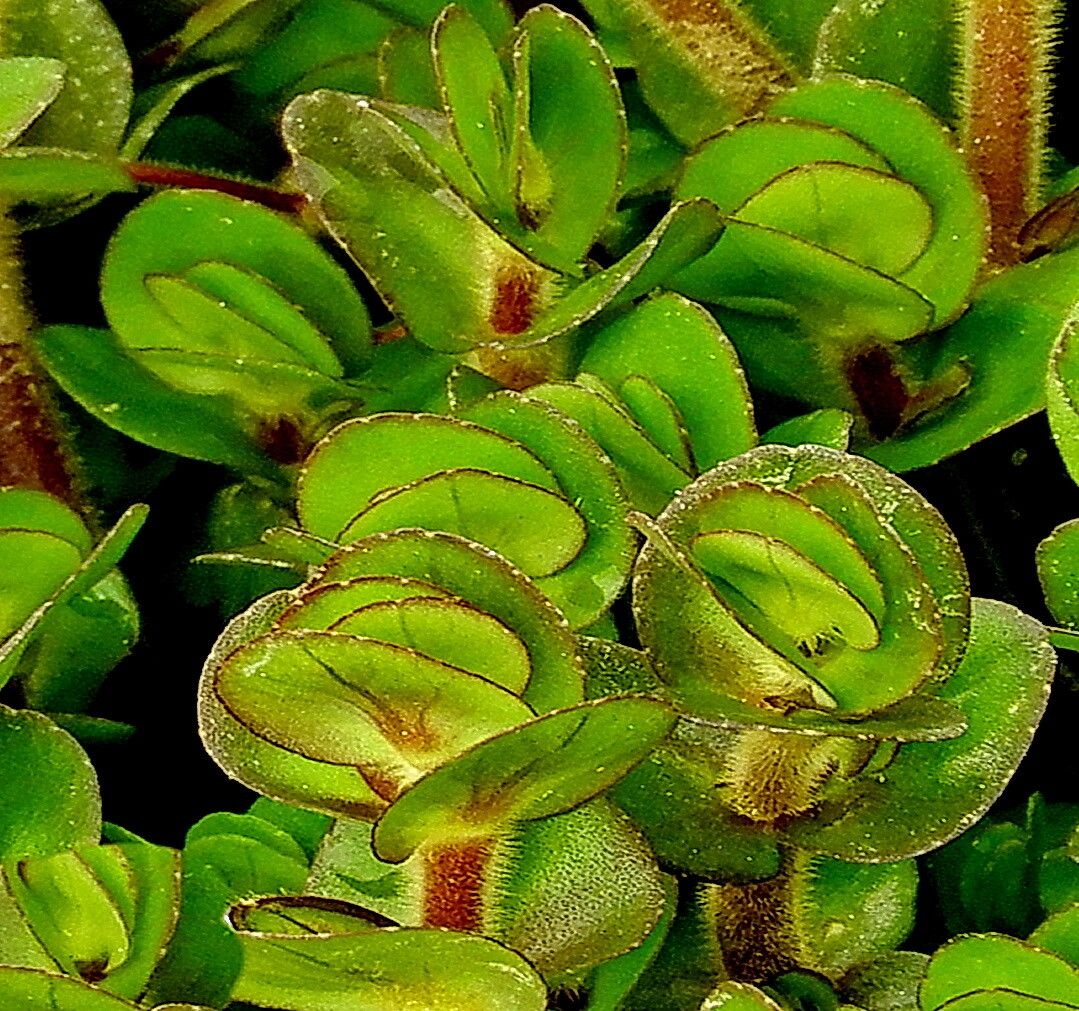 Bacopa salzmannii — houseplant care guide