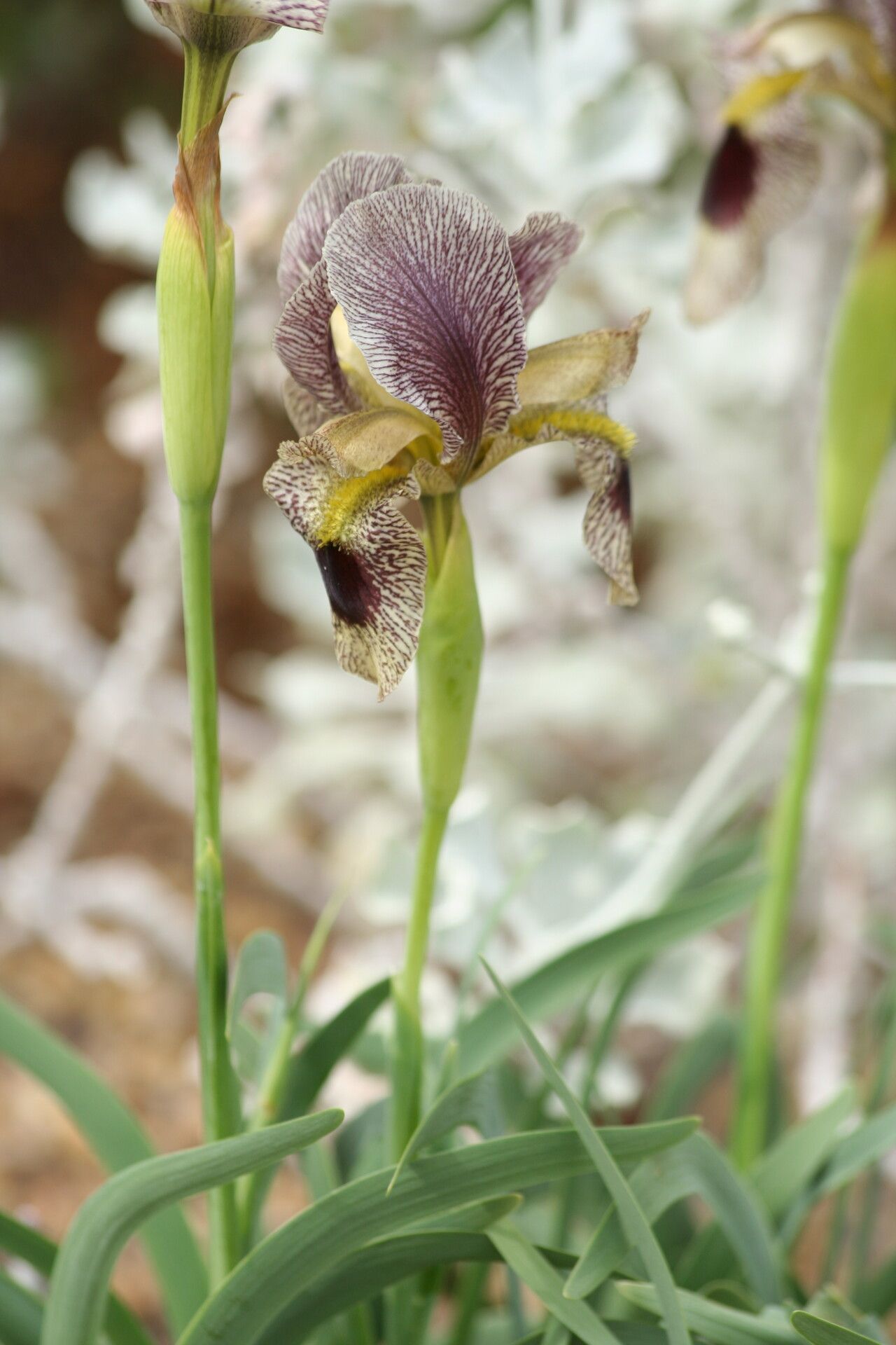 Iris sari flower
