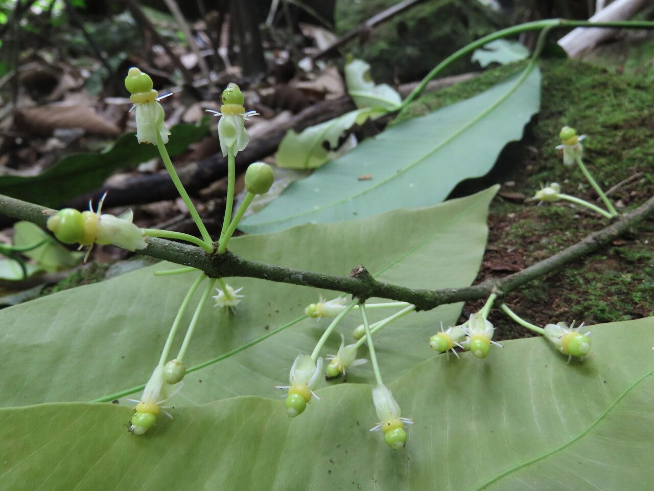 Garcinia intermedia flower