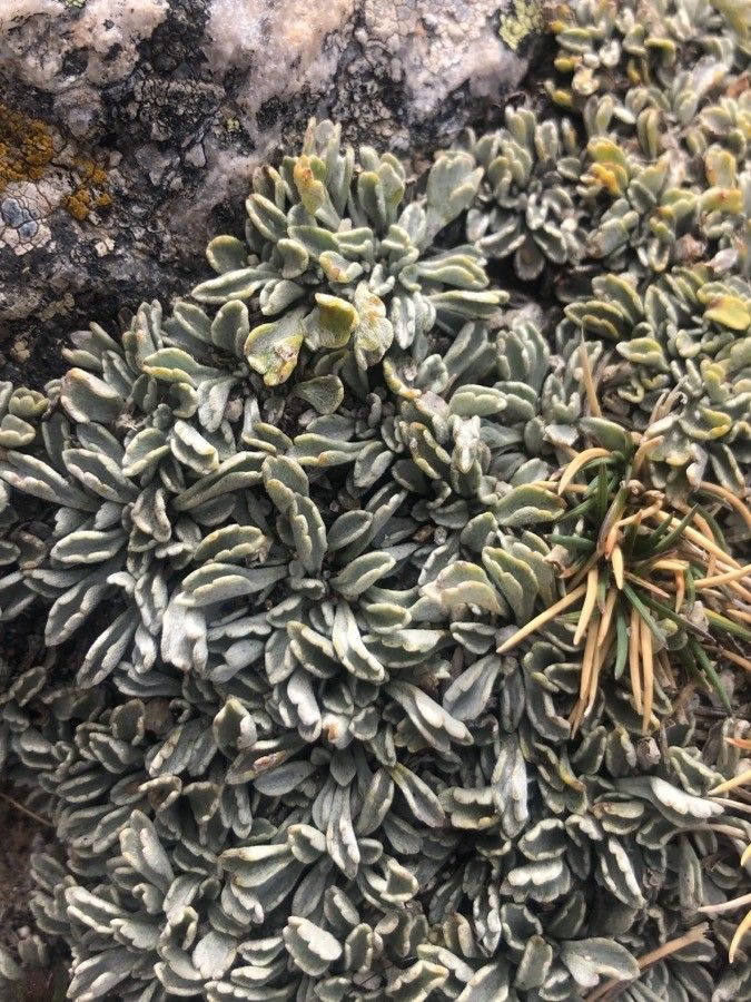 Jacobaea boissieri — search result for 'Jacobaea'