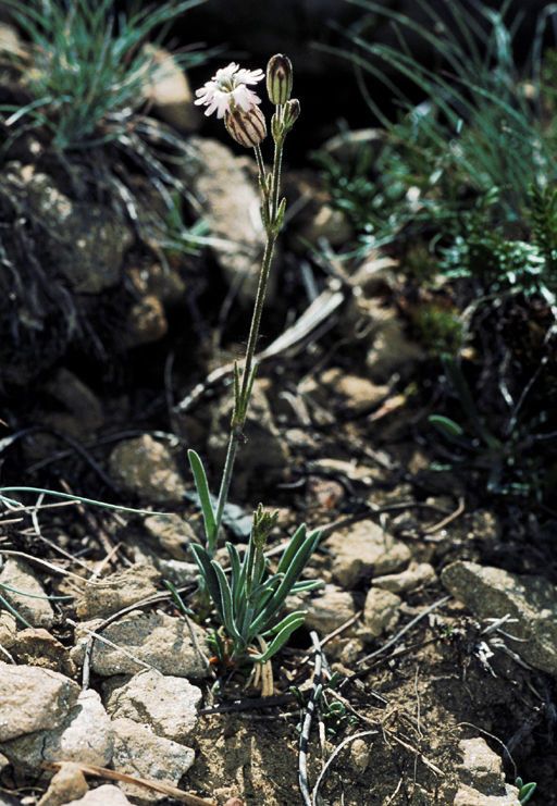 Silene grayi habit
