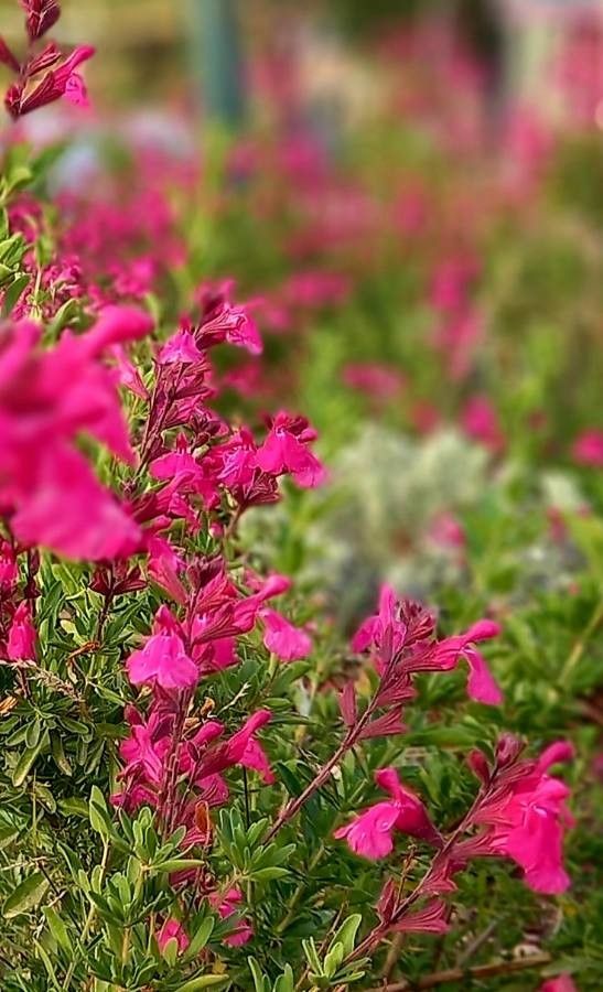 Penstemon newberryi flower