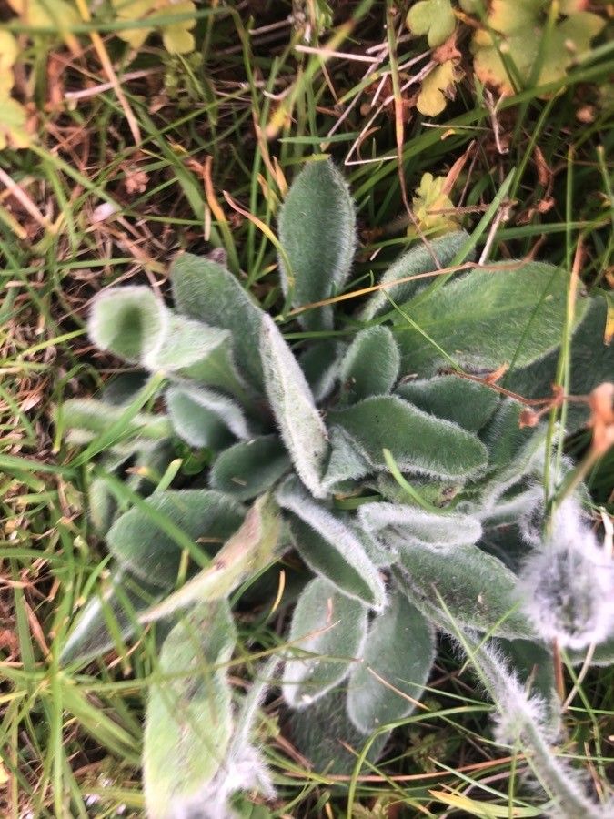 Hieracium villosum — search result for 'Hieracium'