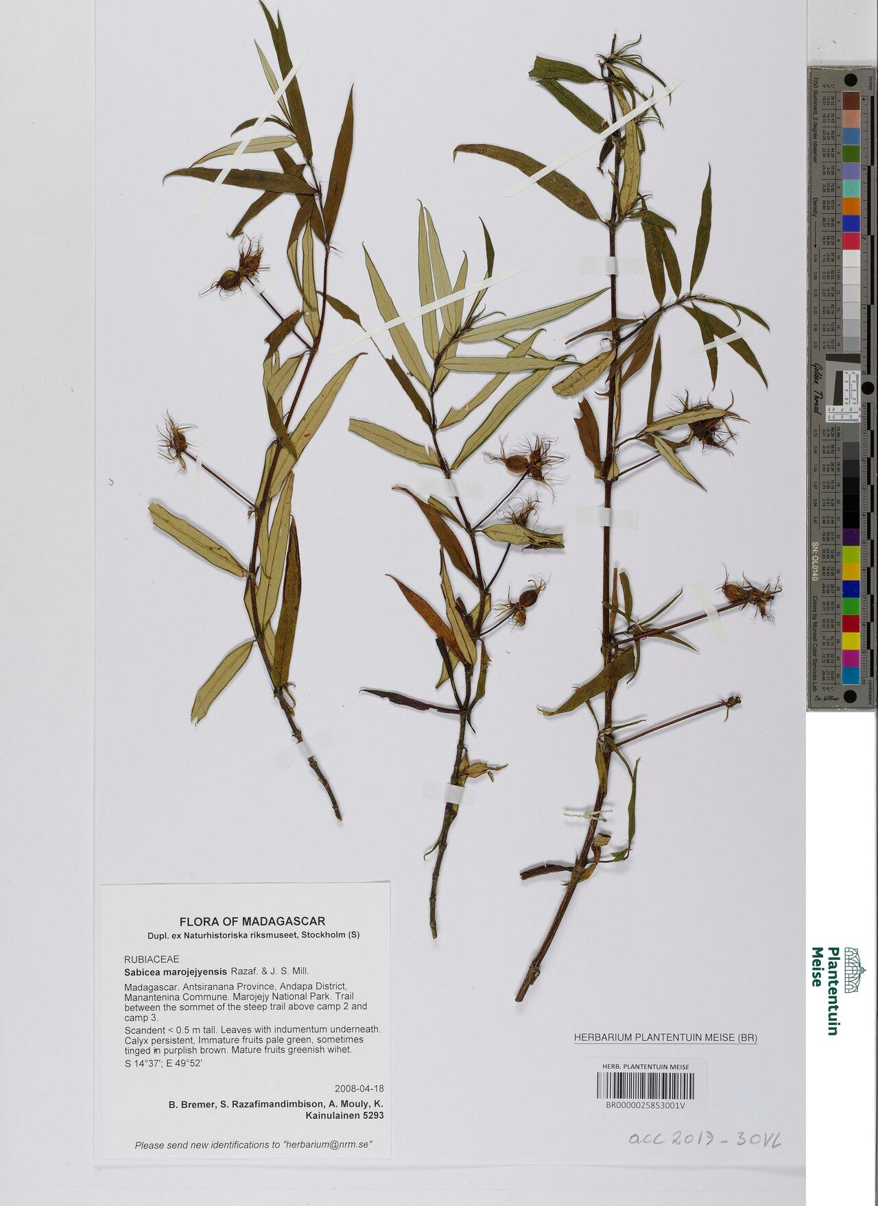 Sabicea marojejyensis — houseplant care guide