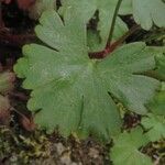 Geranium lucidum
