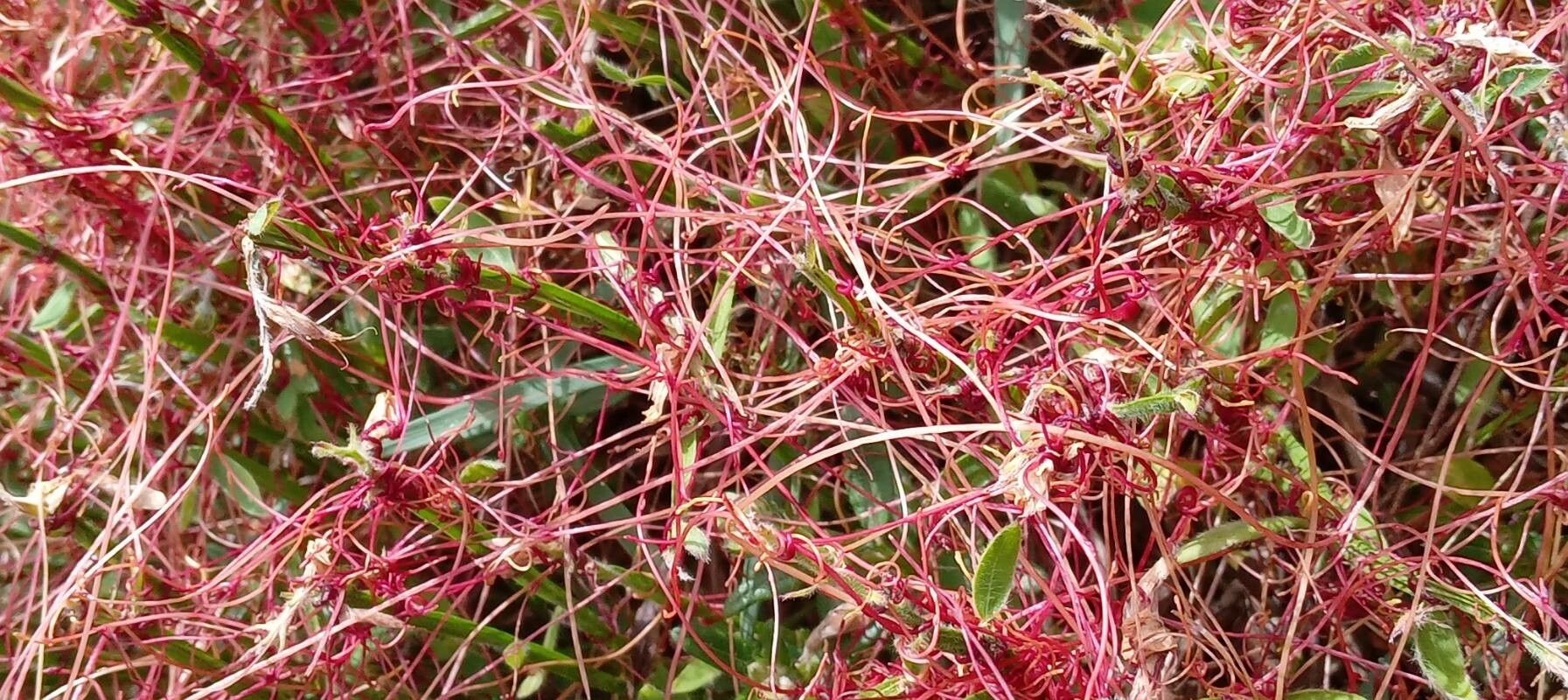 Cuscuta epithymum leaf