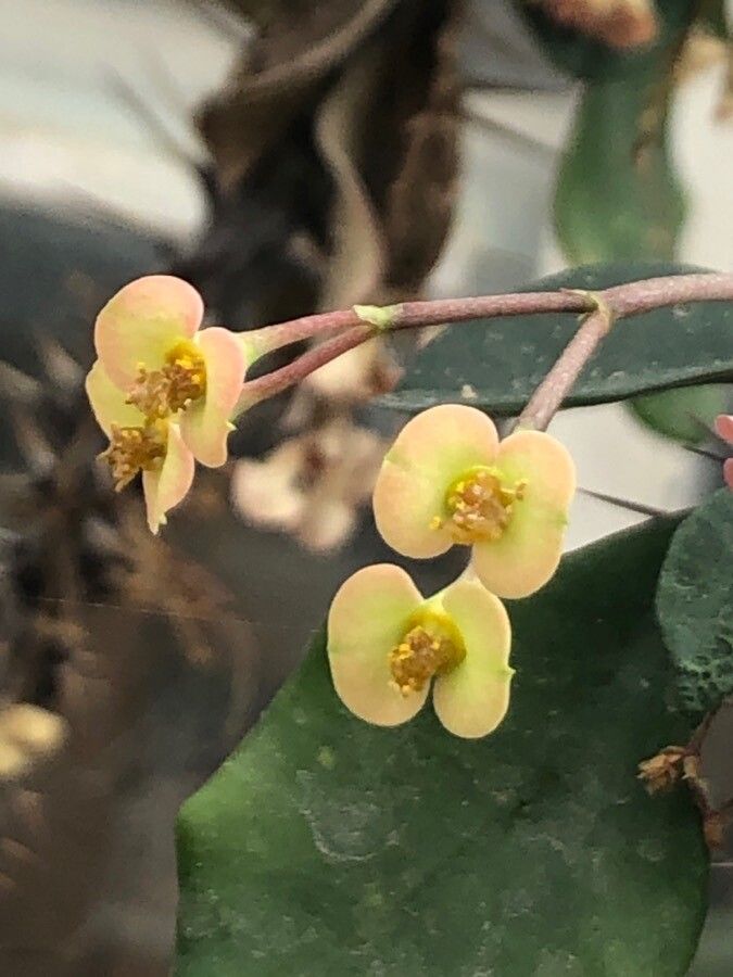 Euphorbia delphinensis flower