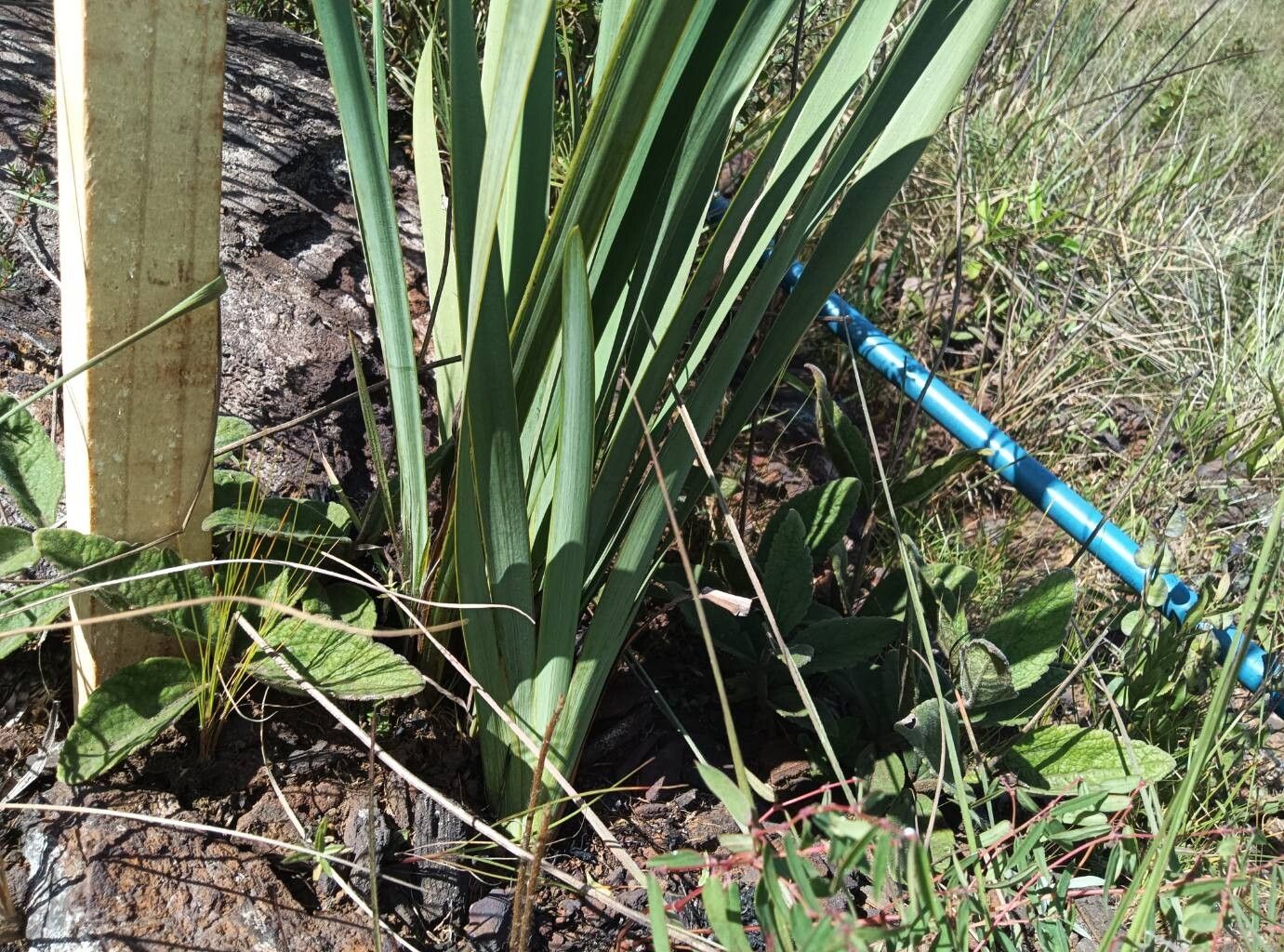 Trimezia rupestris habit