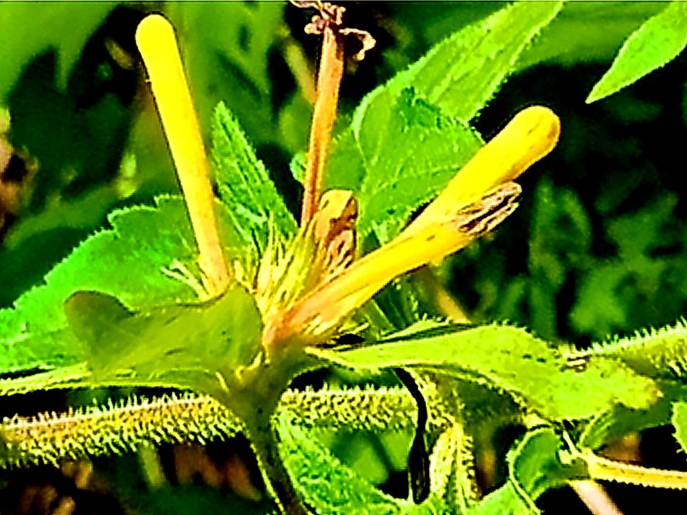 Bouvardia laevis — related species from the same genus