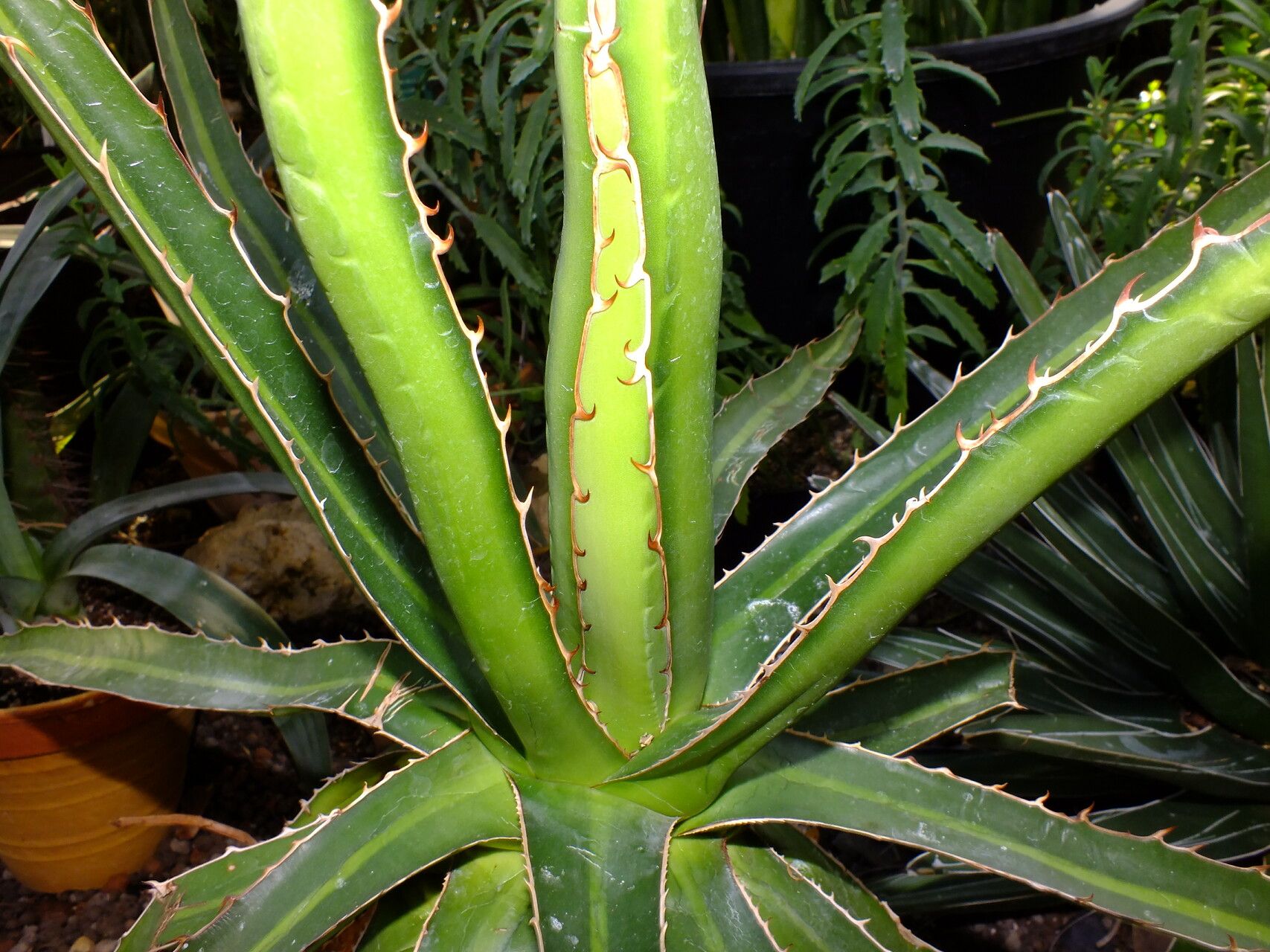 Agave lophantha — search result for 'Agave'
