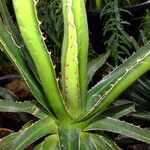 Agave lophantha
