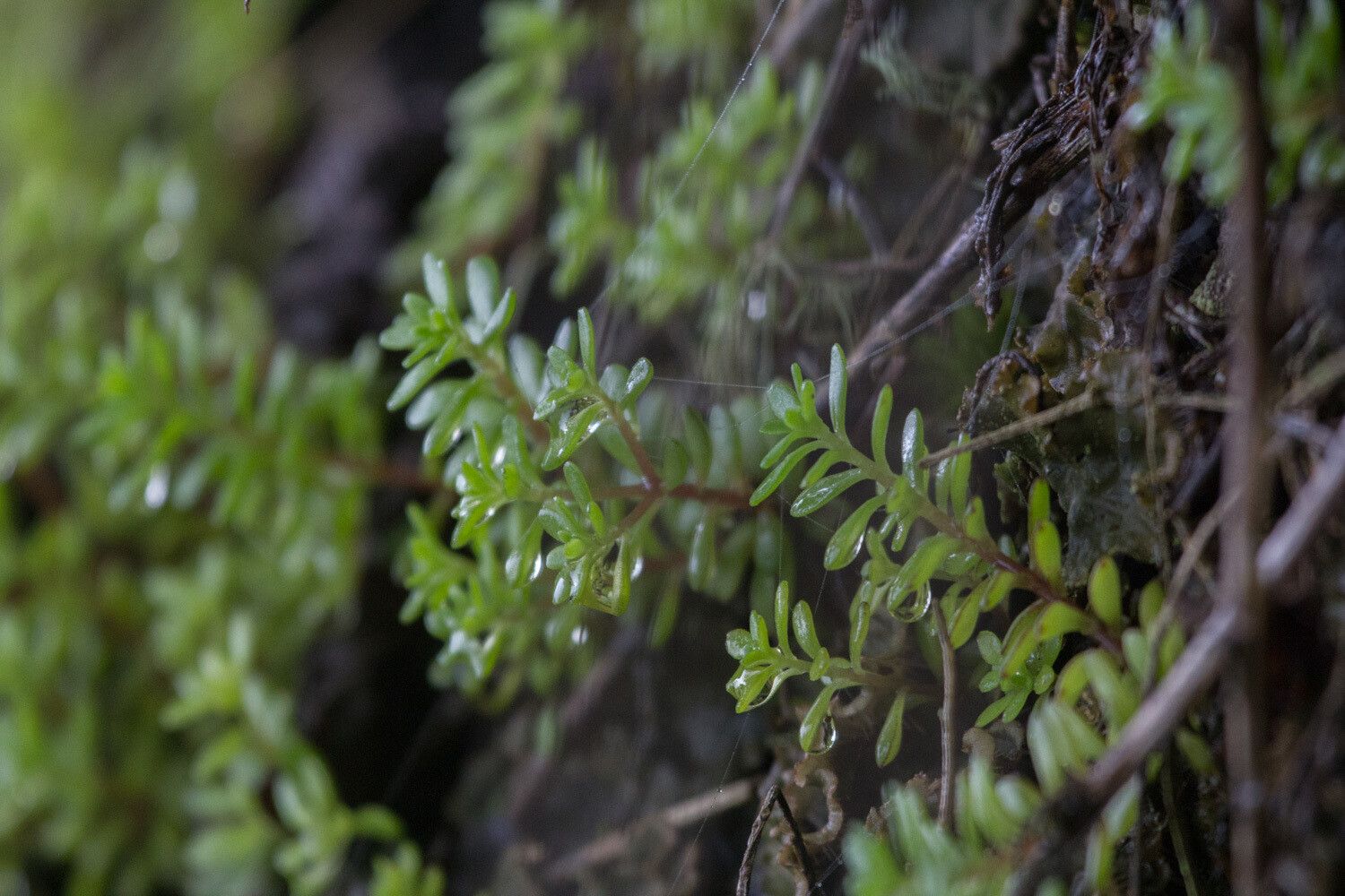 Sedum meyeri-johannis — houseplant care guide