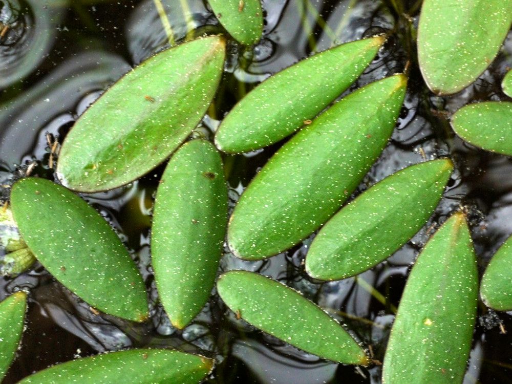 Luronium natans fruit