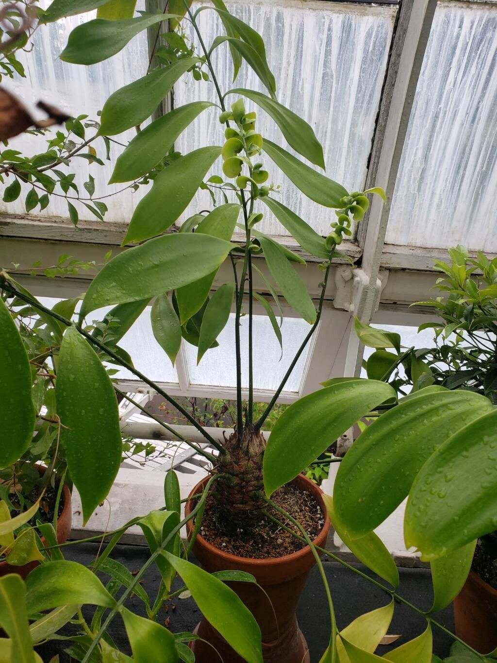 Zamia tuerckheimii habit