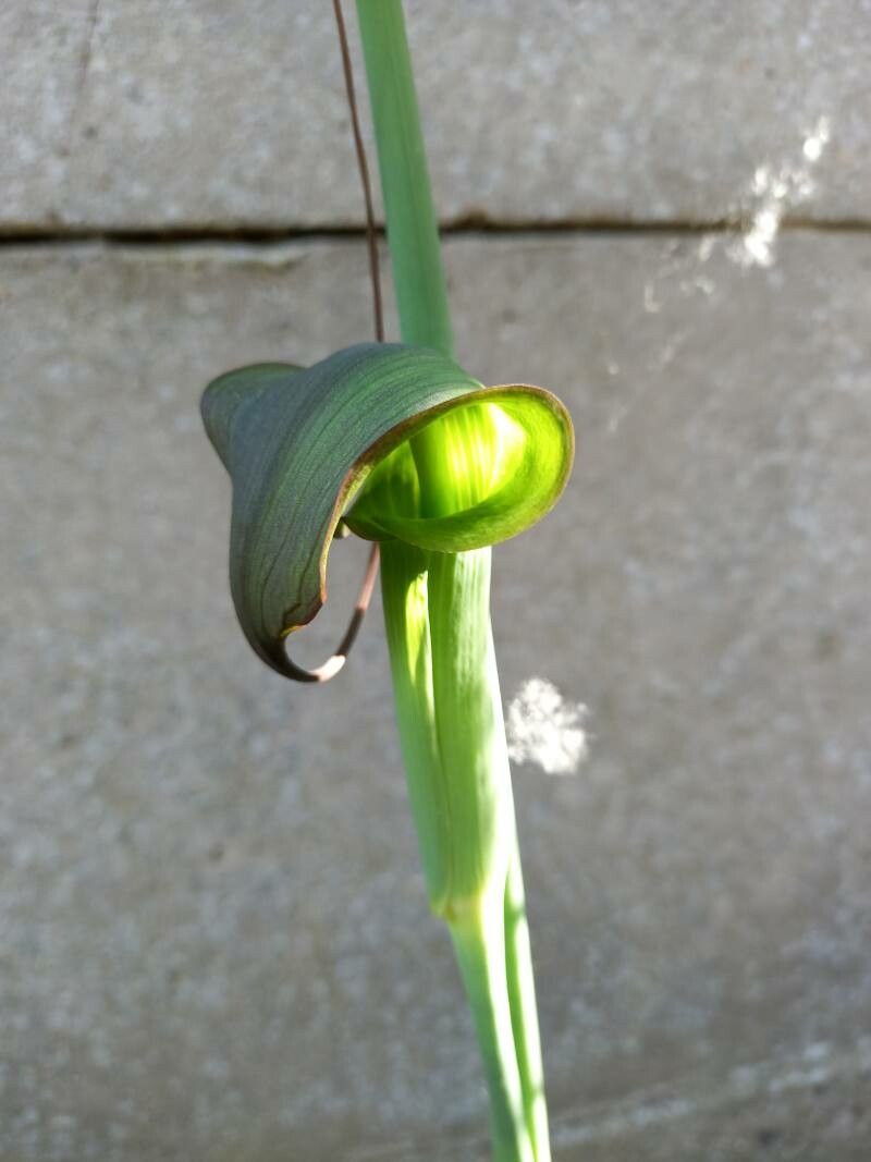 Arisaema consanguineum flower