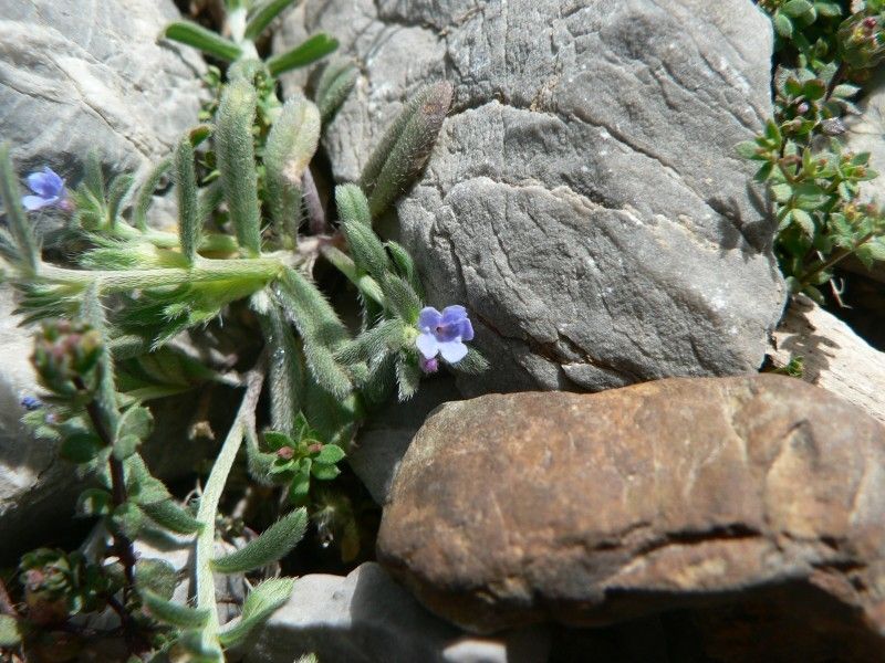 Buglossoides incrassata habit