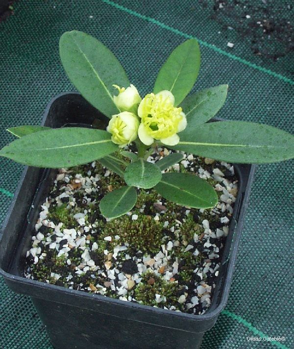 Xanthostemon pubescens habit