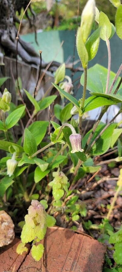 Clematis ochroleuca flower