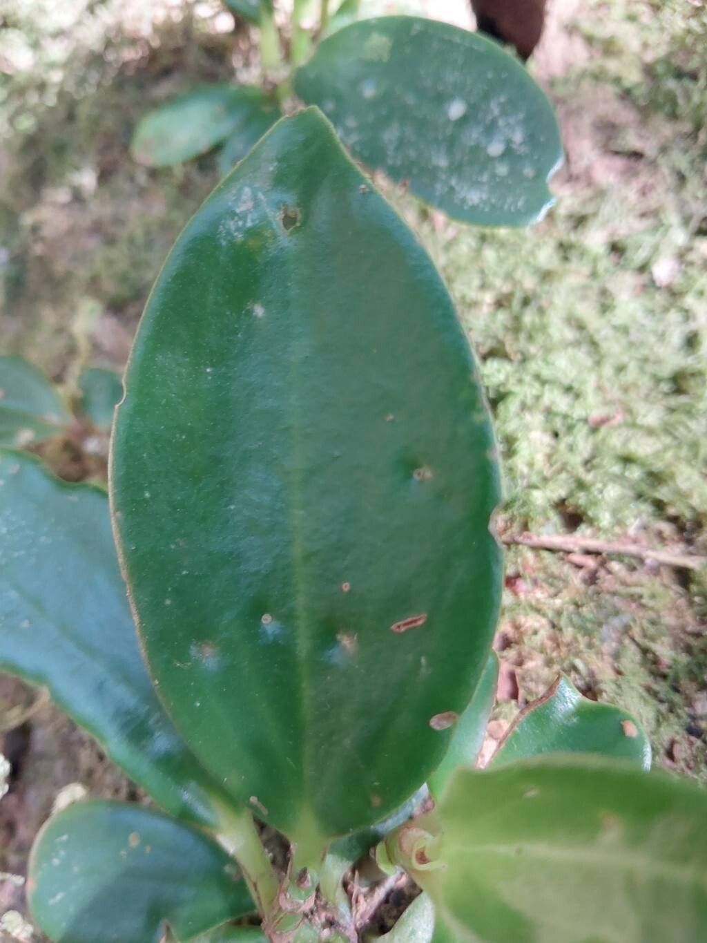 Peperomia pluvisilvatica leaf
