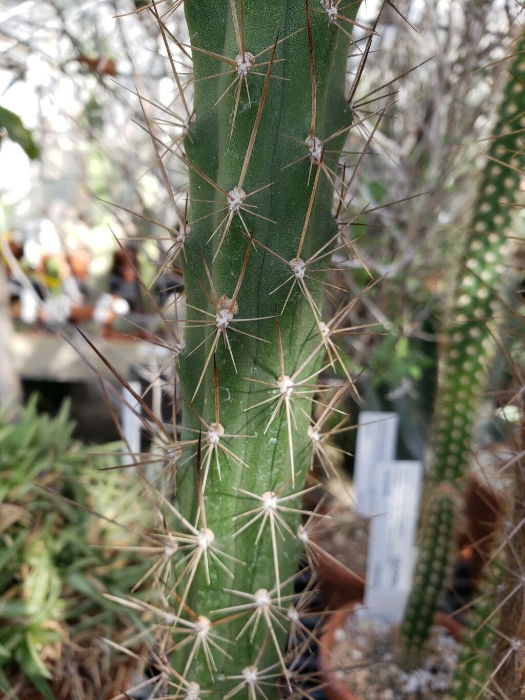 Harrisia taetra — houseplant care guide