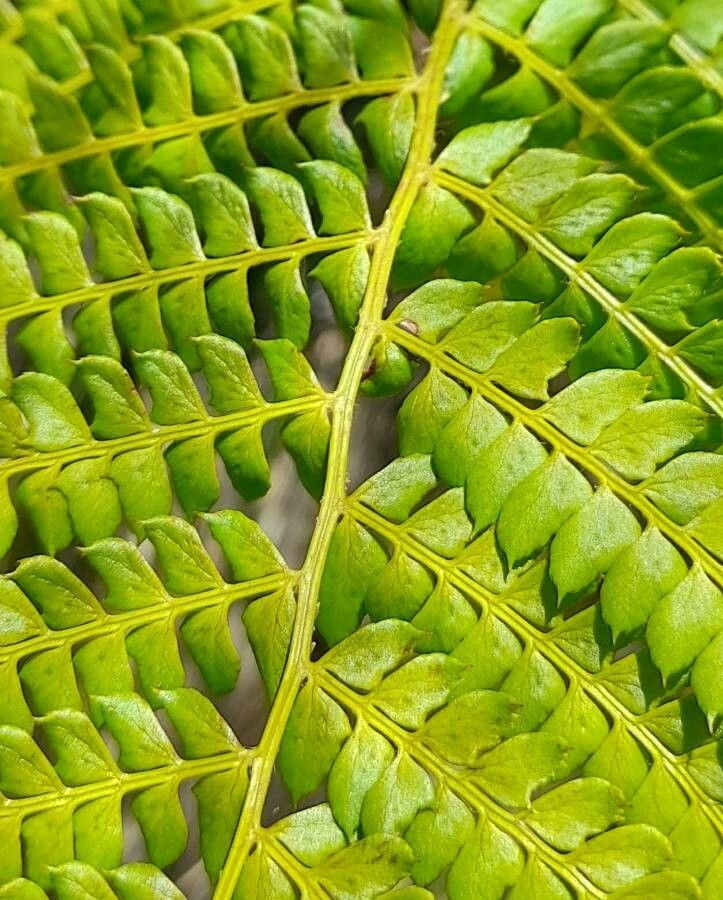 Polystichum montevidense — search result for 'Polystichum'