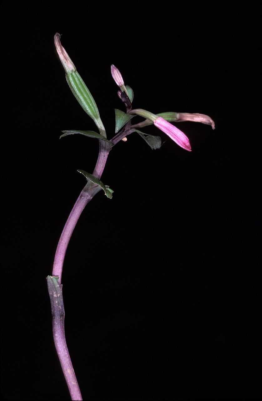 Triphora surinamensis — related species from the same genus