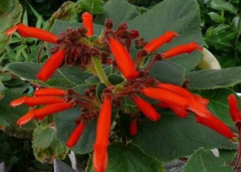 Sinningia magnifica — search result for 'Sinningia'