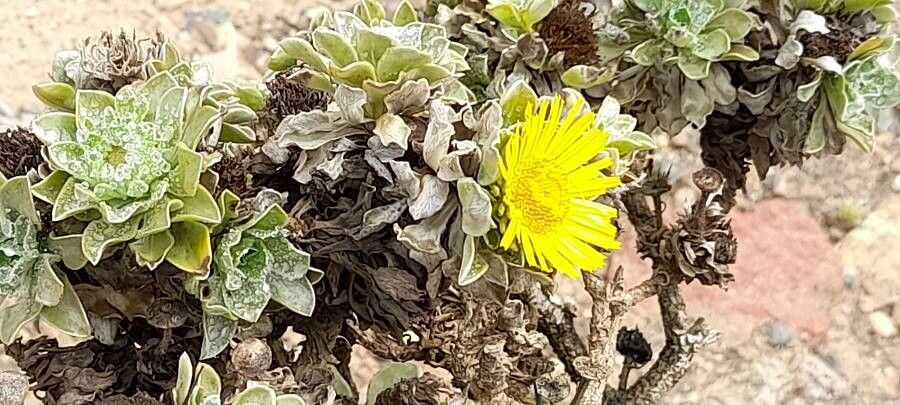 Pulicaria canariensis habit