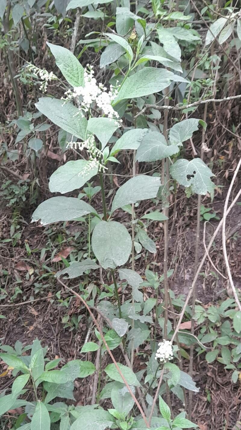Heliotropium lilloi habit