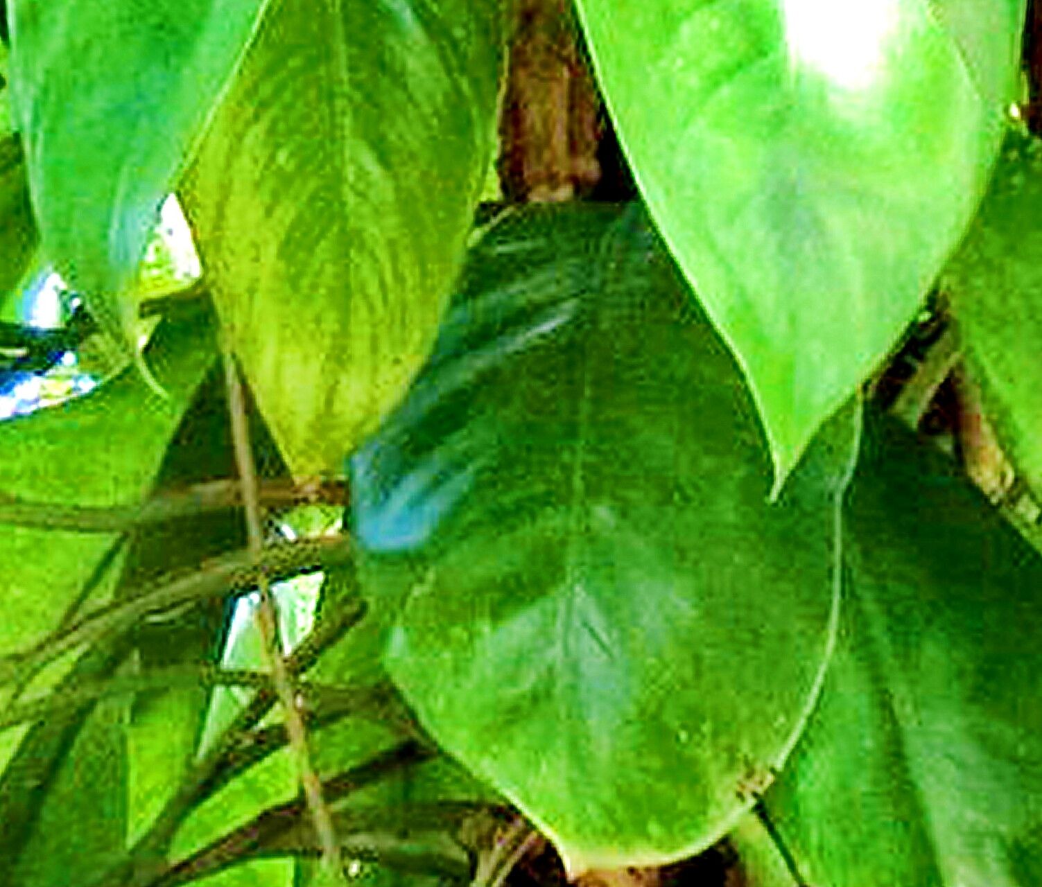 Rhaphidophora australasica