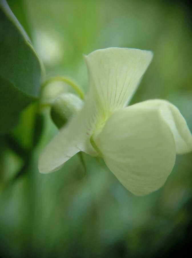 Lathyrus ochrus flower