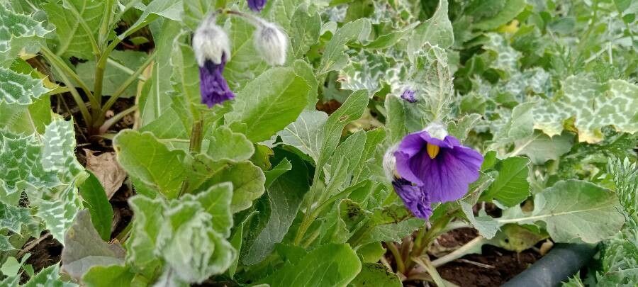 Solanum herculeum flower